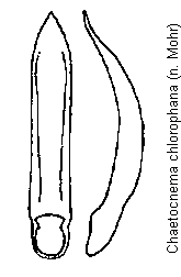 chaetocnema_chlorophana.gif