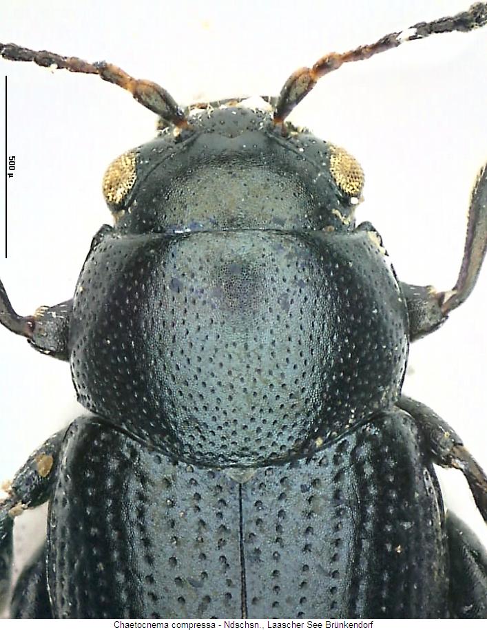 chaetocnema_compressa_vk.jpg