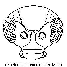 chaetocnema_concinna_k.gif