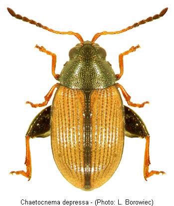 chaetocnema_depressa.jpg