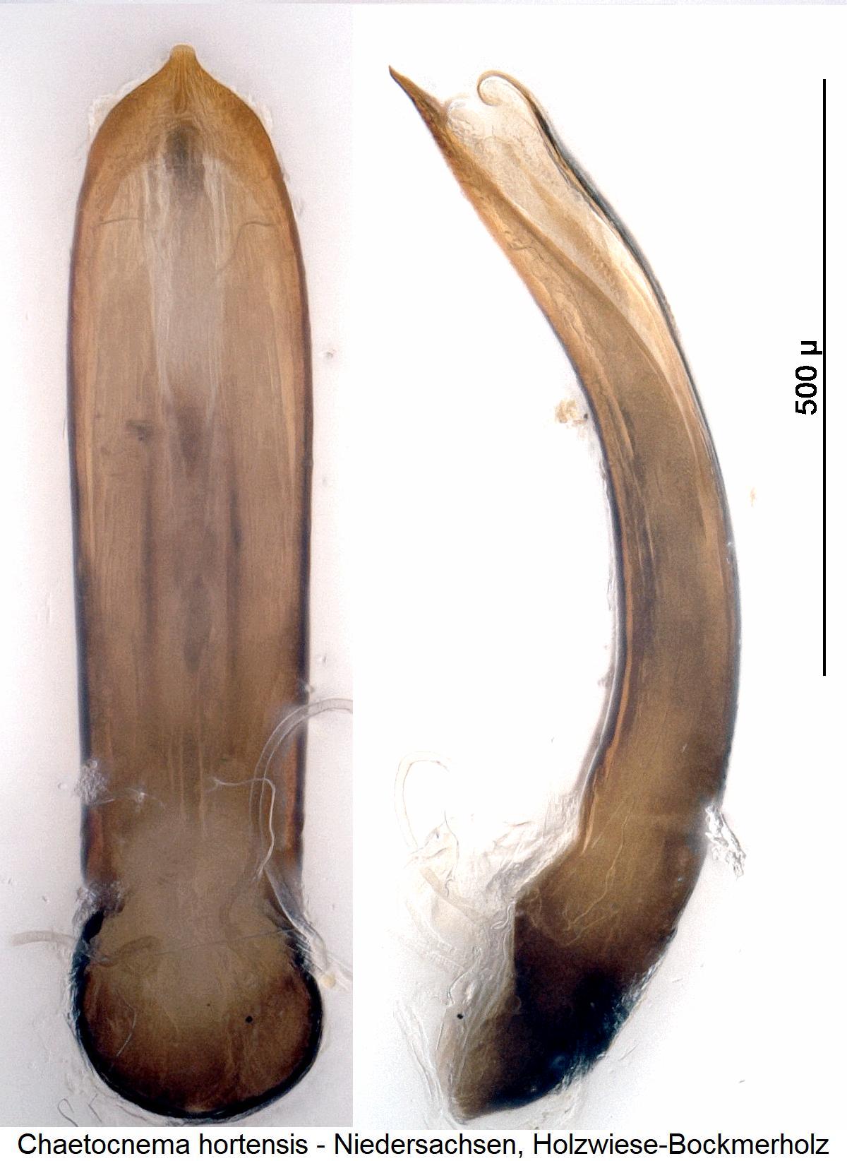 chaetocnema_hortensis1.jpg