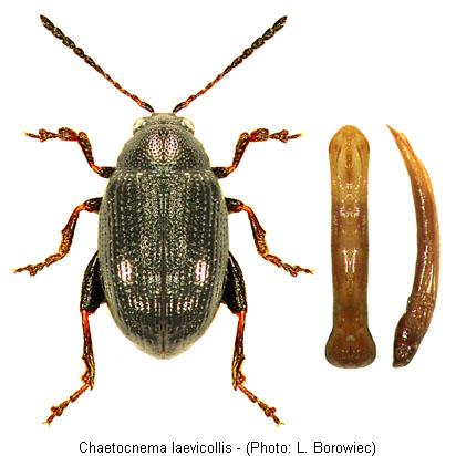chaetocnema_laevicollis0.jpg