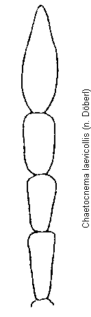 chaetocnema_laevicollis_f.gif