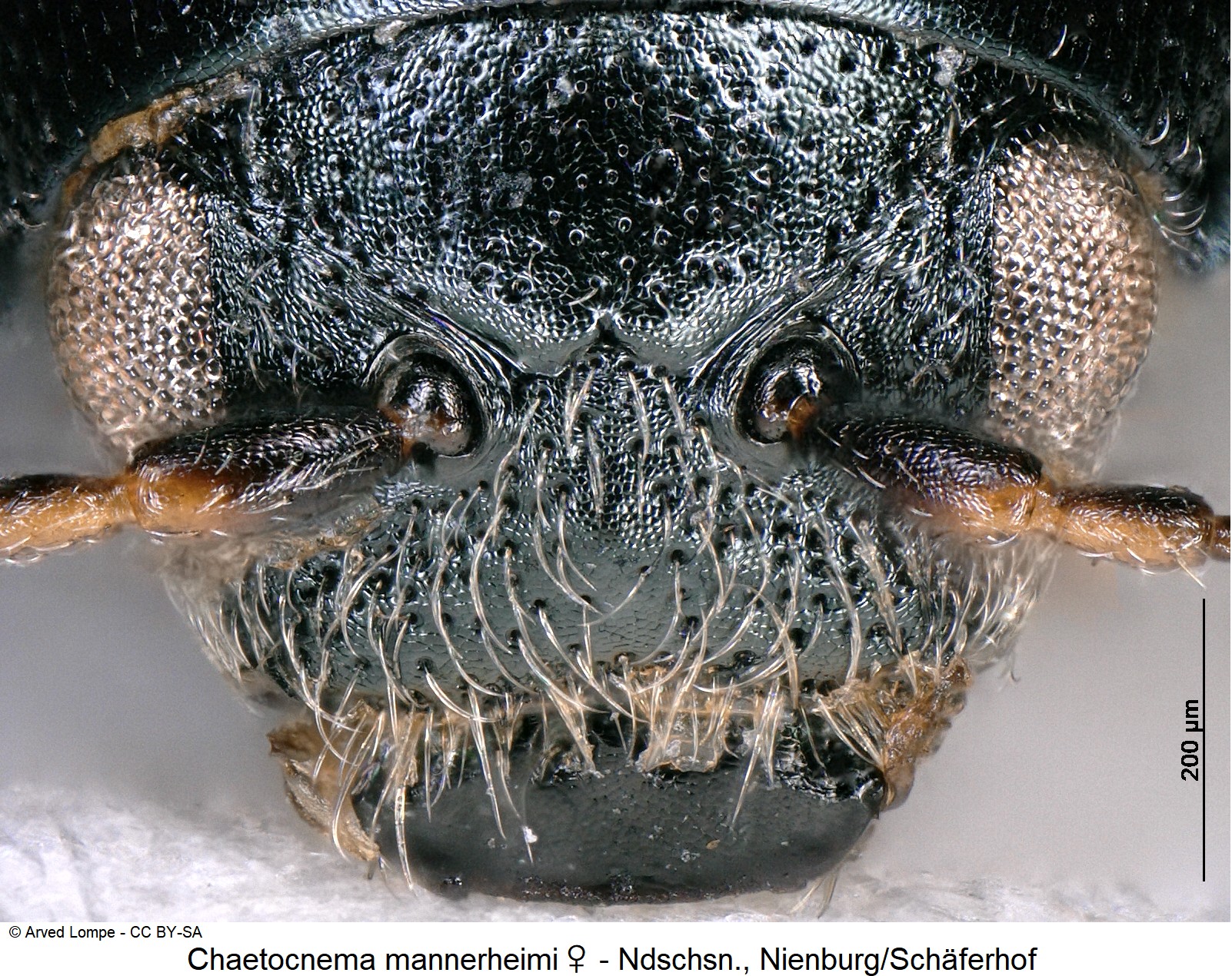 chaetocnema_mannerheimi_w_ck12436_k.jpg