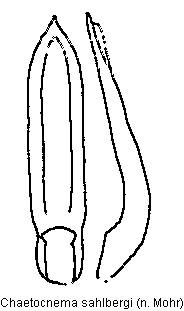 chaetocnema_sahlbergi.gif