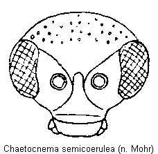 chaetocnema_semicoerulea_k.gif