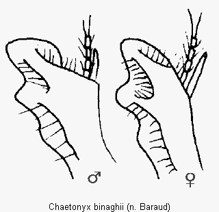 chaetonyx_binaghii_vschn.gif