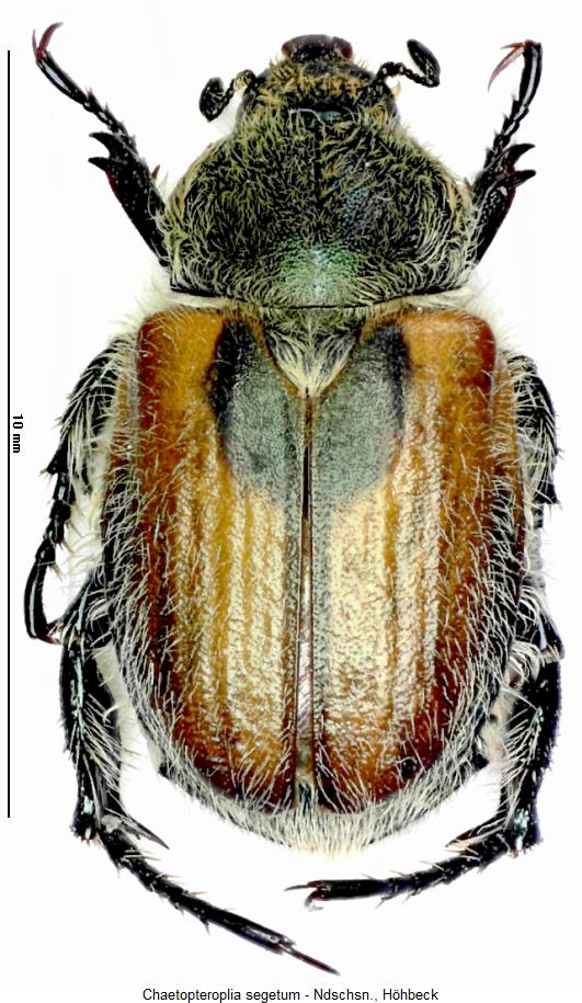 chaetopteroplia_segetum_hab.jpg