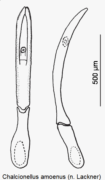 chalcionellus_amoenus-1.gif