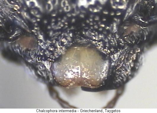 chalcophora_intermedia_ol.jpg
