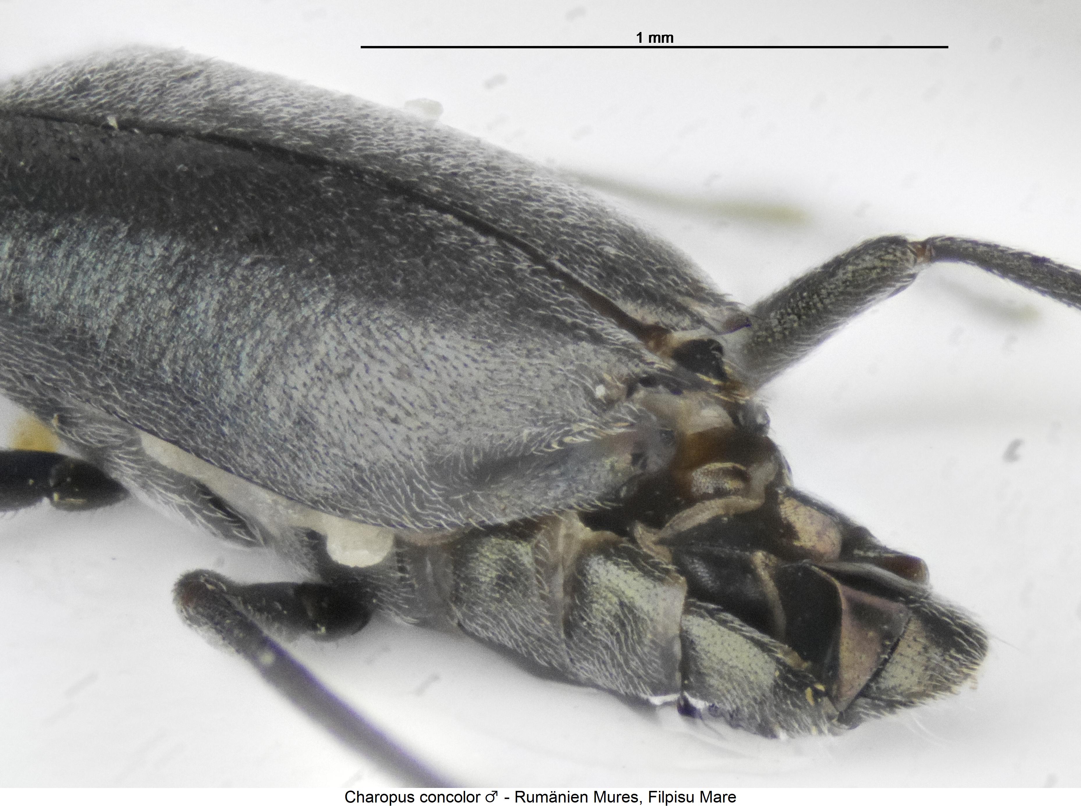 charopus_concolor_fld.jpg