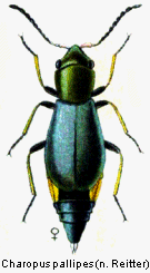 charopus_pallipes_rtt.gif