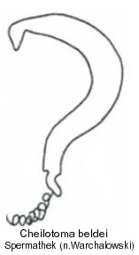 cheilotoma_beldei_spt.jpg