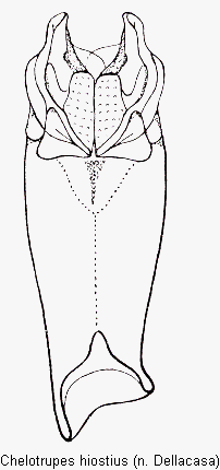 chelotrupes_hiostius.gif