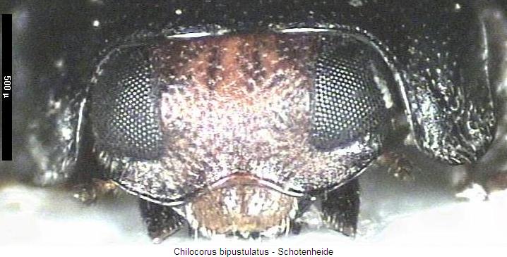 chilocorus_bipustulatus_vk.jpg
