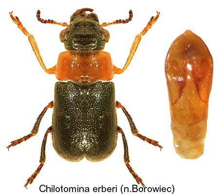 chilotomina_erberi.jpg