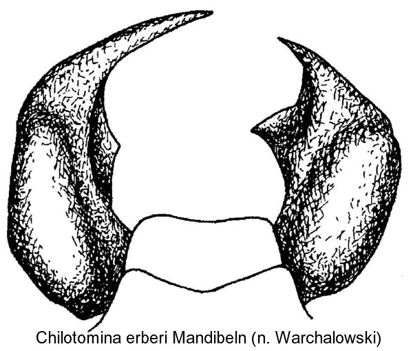 chilotomina_erberi_man.jpg