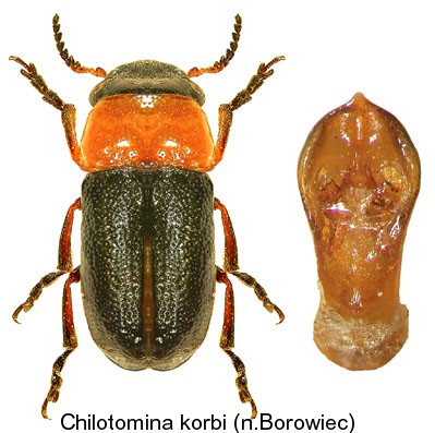 chilotomina_korbi.jpg