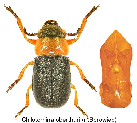 chilotomina_oberthuri.jpg