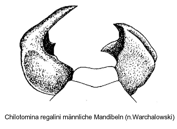 chilotomina_regalini_man1.jpg