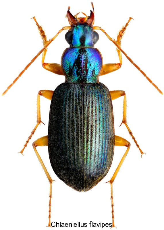chlaeniellus_flavipes.jpg