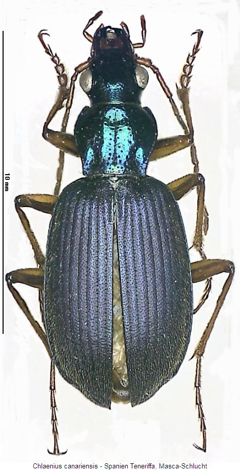 chlaenius_canariensis_hab.jpg