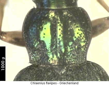 chlaenius_flavipes_hsch.jpg