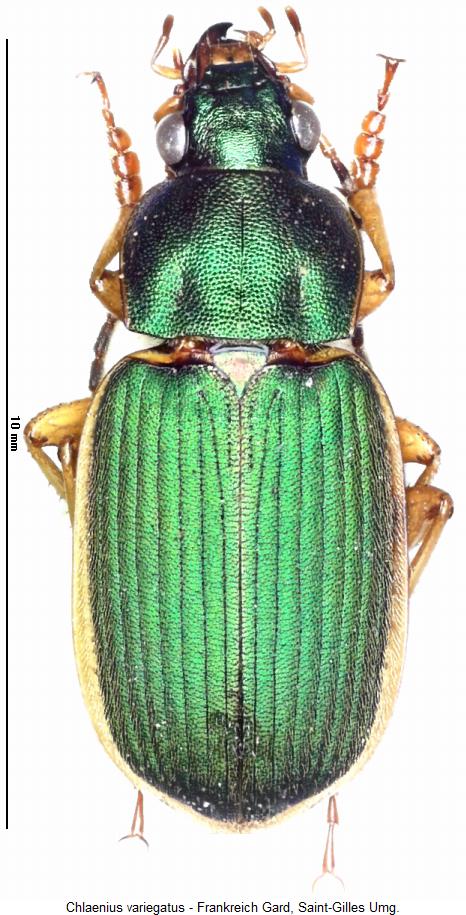chlaenius_variegatus_hab.jpg