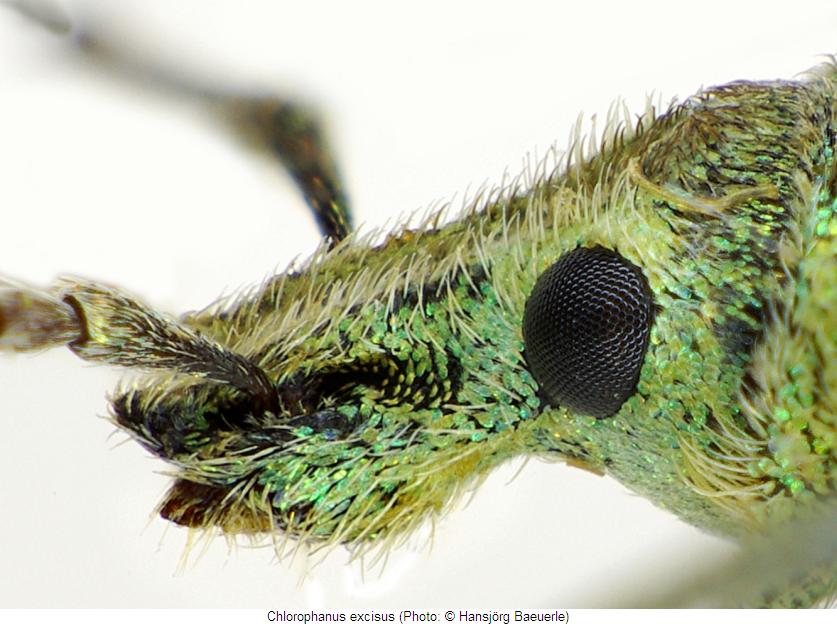 chlorophanus_excisus_k.jpg