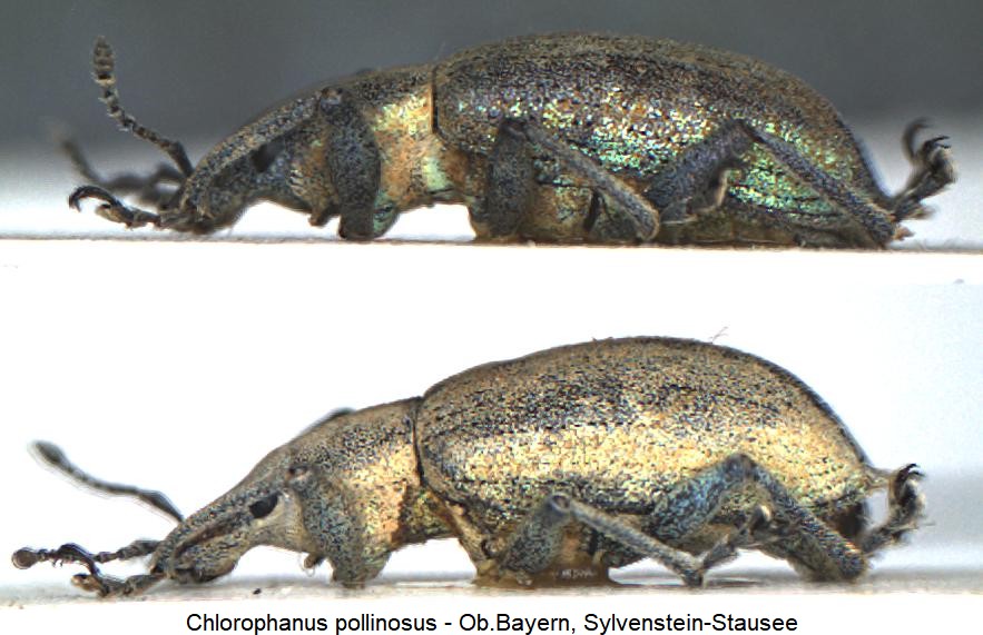 chlorophanus_pollinosus_sa.jpg