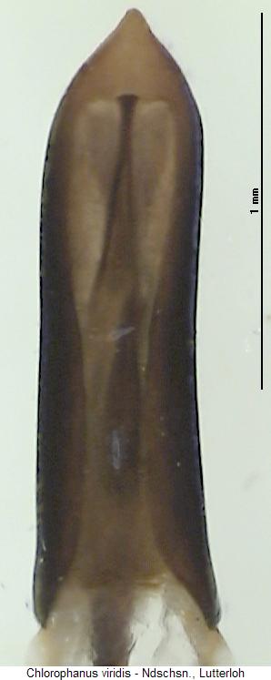 chlorophanus_viridis.jpg