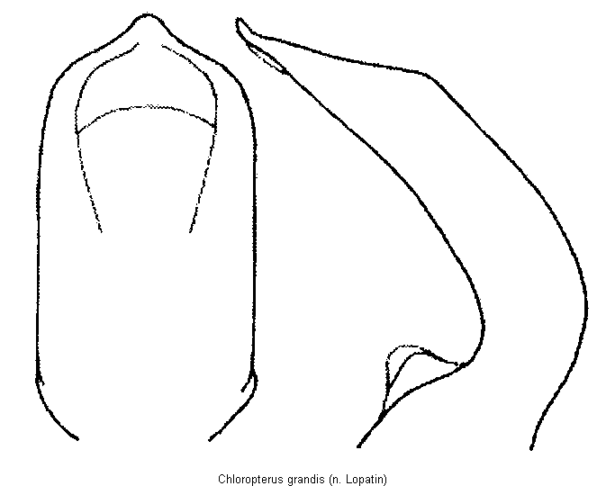 chloropterus_grandis.gif