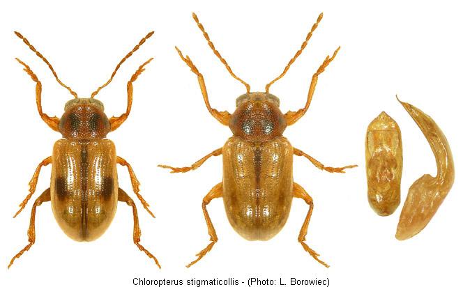 chloropterus_stigmaticollis.jpg