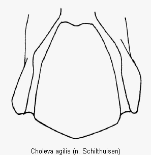 choleva_agilis_gt.gif