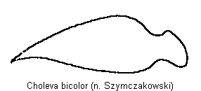 choleva_bicolor_troch.gif