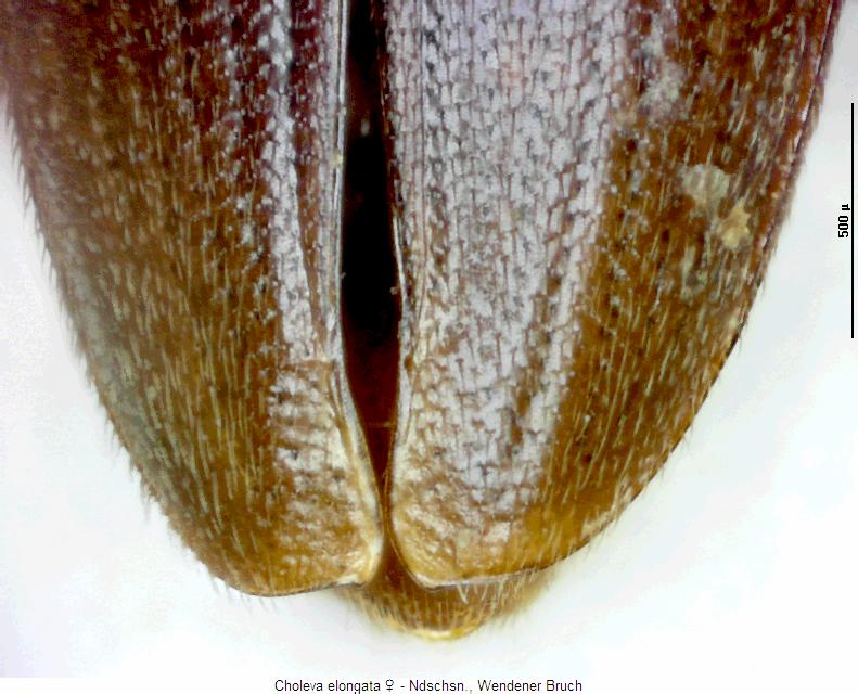 choleva_elongata_fld.jpg