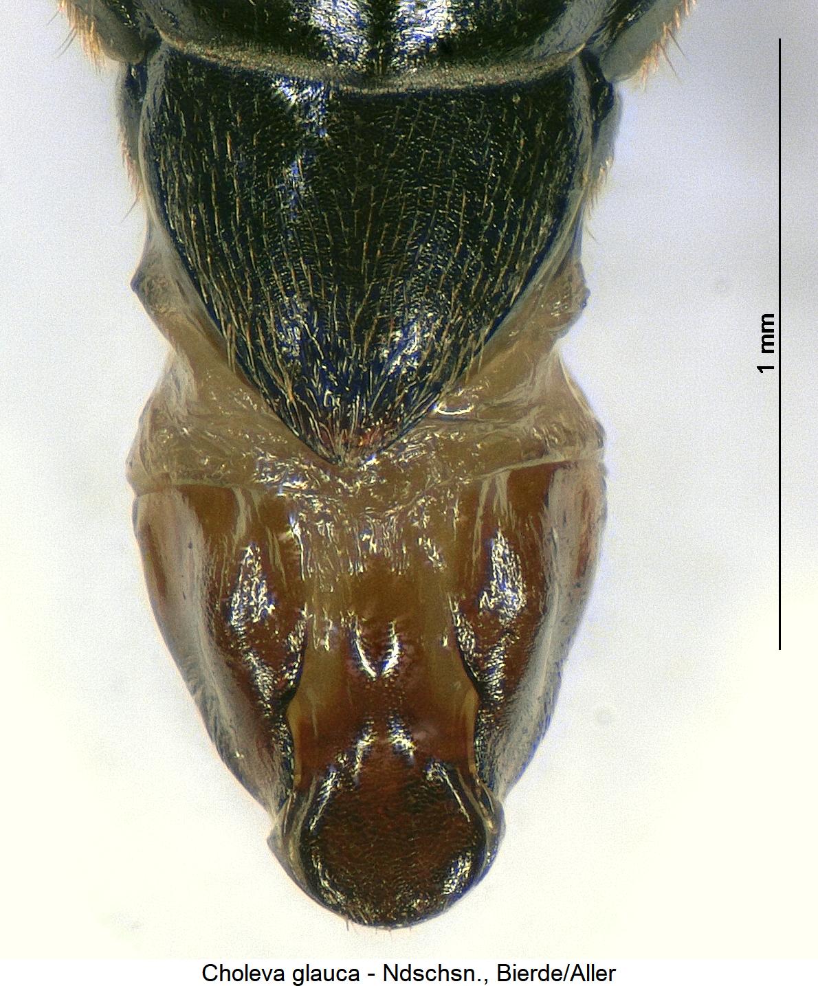 choleva_glauca_ter1.jpg