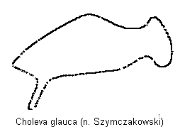 choleva_glauca_troch.gif