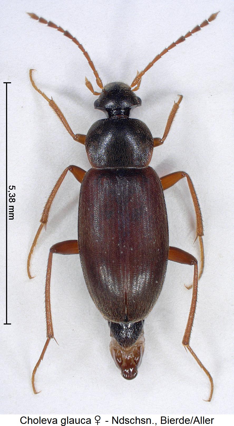 choleva_glauca_w_hab.jpg