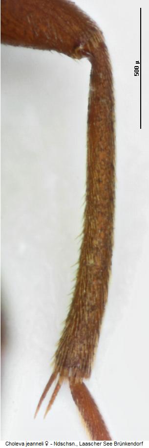 choleva_jeanneli_mschn.jpg