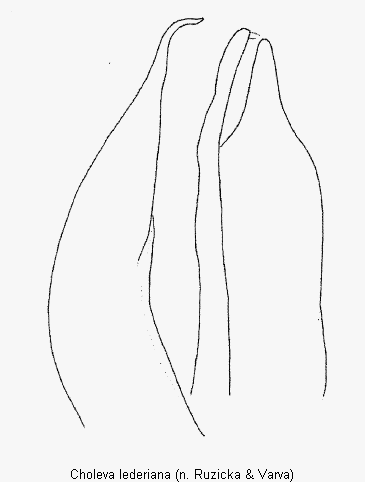 choleva_lederiana2.gif