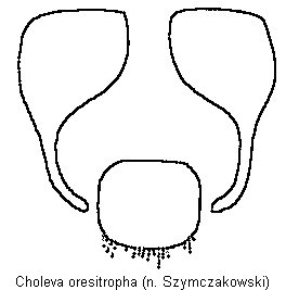 choleva_oresitropha_gt.gif