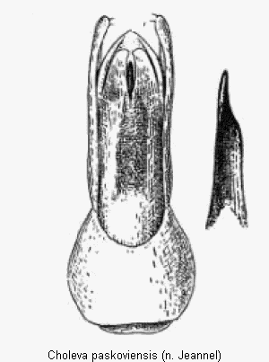 choleva_paskoviensis.gif