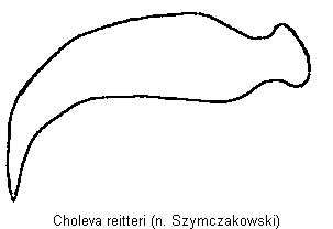 choleva_reitteri_troch.gif