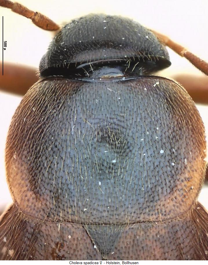 choleva_spadicea_hsch.jpg