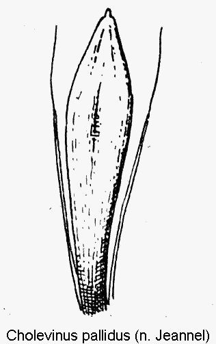 cholevinus_pallidus.gif