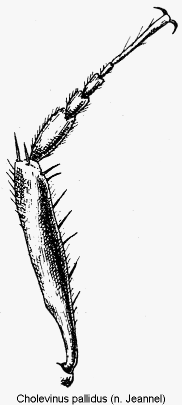 cholevinus_pallidus_vschn.gif