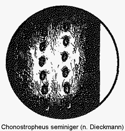 chonostropheus_seminiger_ms.gif