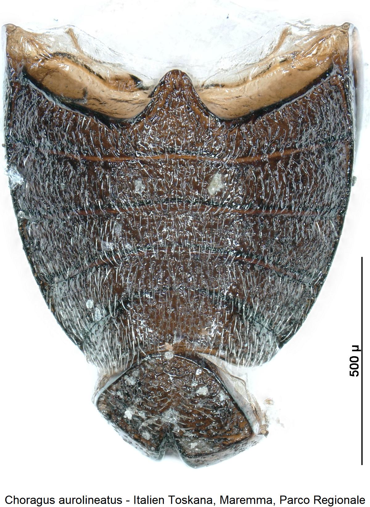 choragus_aurolineatus_hlb.jpg