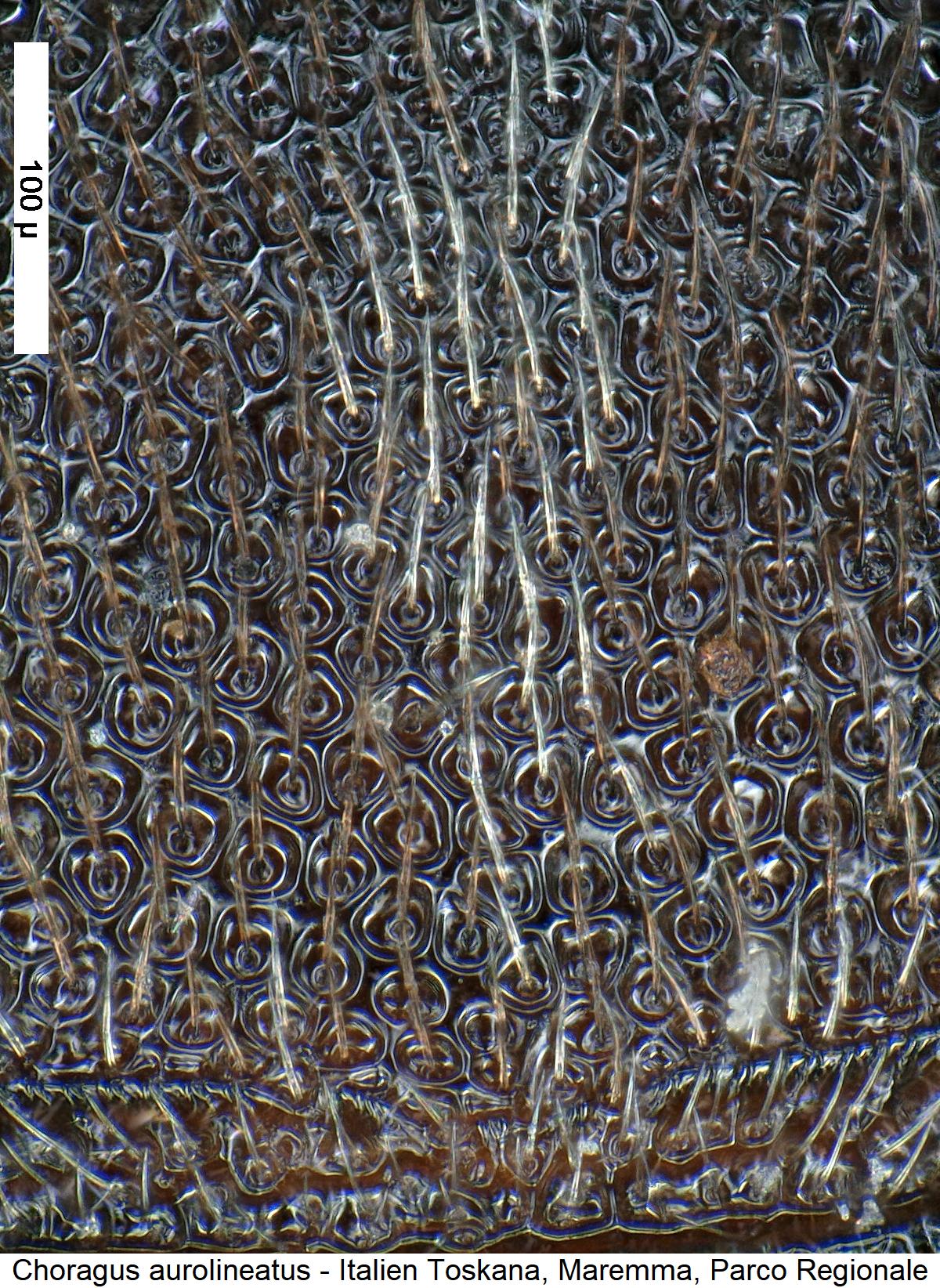 choragus_aurolineatus_hsch.jpg